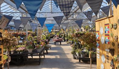 Blue bunting hangs across a large, sunny greenhouse filled with potted plants.
