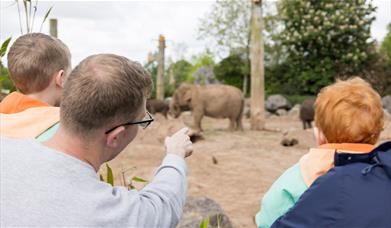 2 young boys and their dad pointing at elephants.