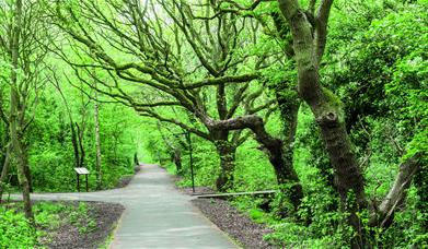 A pathway surrounded by trees and greenery