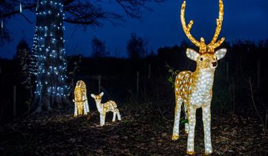 three light up reindeers in the forest