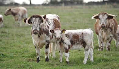 Laycroft Longhorn Farm Shop Cows