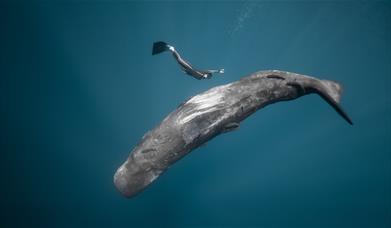 A person free diving with a whale. Photo by Alex Voyer.
