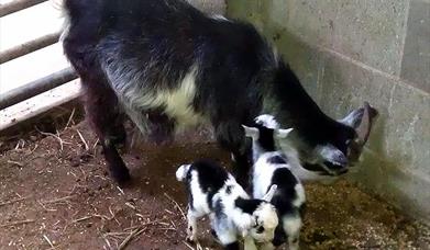 Windmill Animal Farm