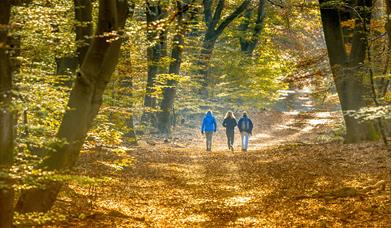 A large woodland path with sun beaming through and people walking in outdoor wear