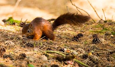 Formby red squirrels and pinewoods – National Trust